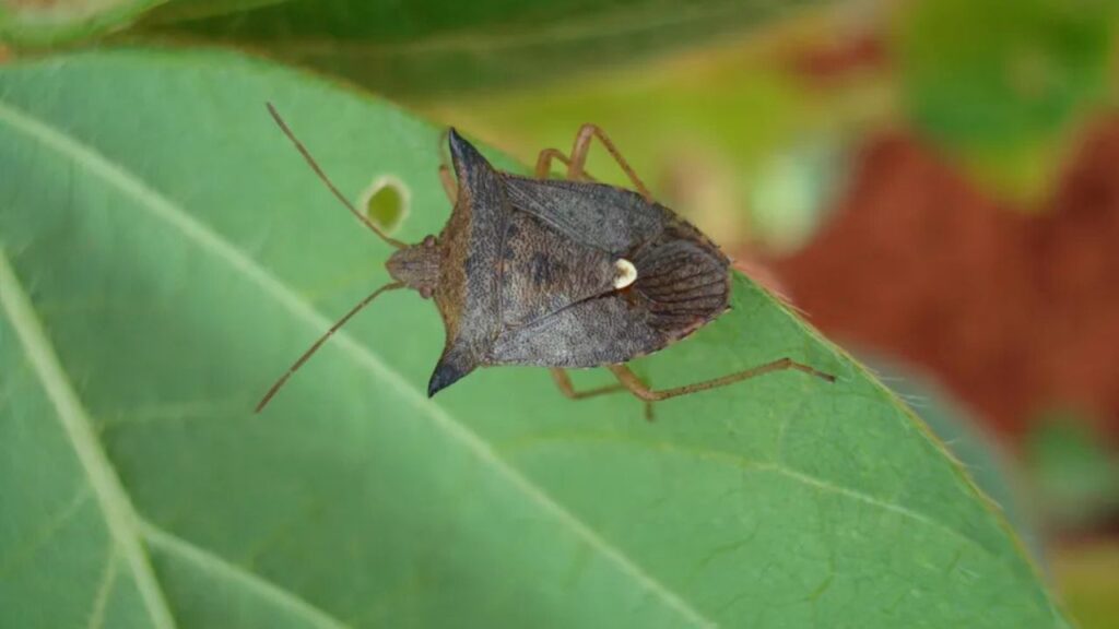Após meses de baixa atividade, diversos insetos voltam a se multiplicar quando as condições ambientais se tornam favoráveis.