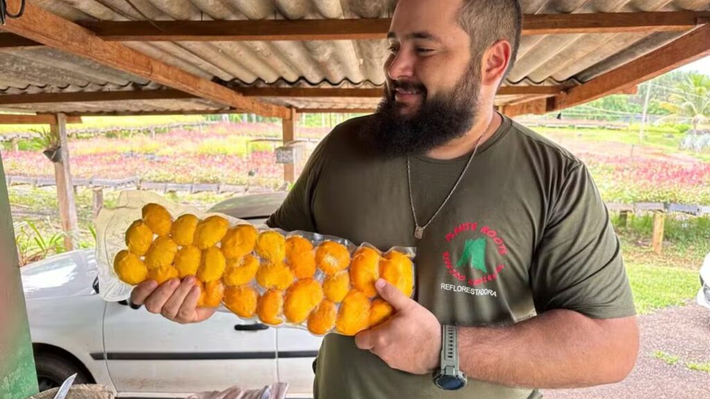 Cultivo do pequi sem espinhos ganha força e renova a produção no coração do Cerrado