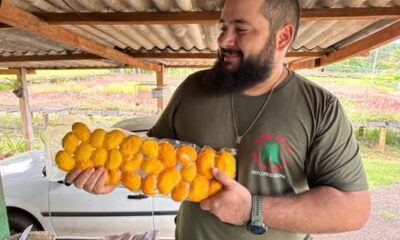 Cultivo do pequi sem espinhos ganha força e renova a produção no coração do Cerrado