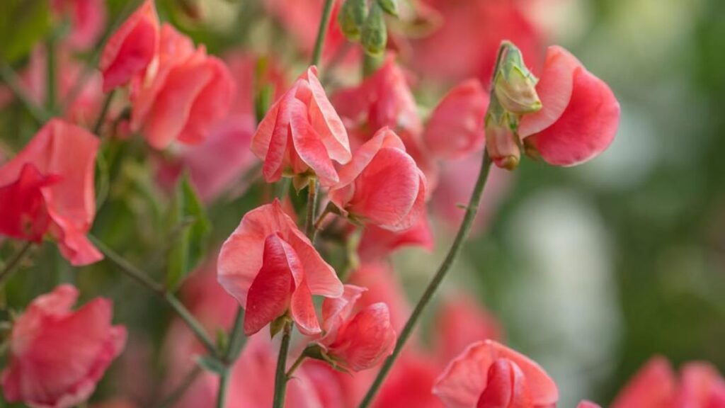 Ervilha-de-cheiro: guia completo para cultivar a flor perfumada que encanta no paisagismo