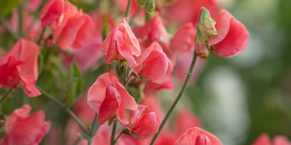 Ervilha-de-cheiro: guia completo para cultivar a flor perfumada que encanta no paisagismo