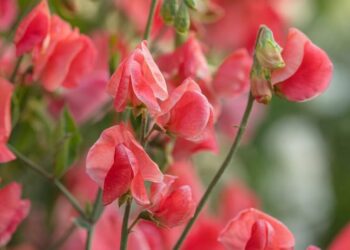 Ervilha-de-cheiro: guia completo para cultivar a flor perfumada que encanta no paisagismo