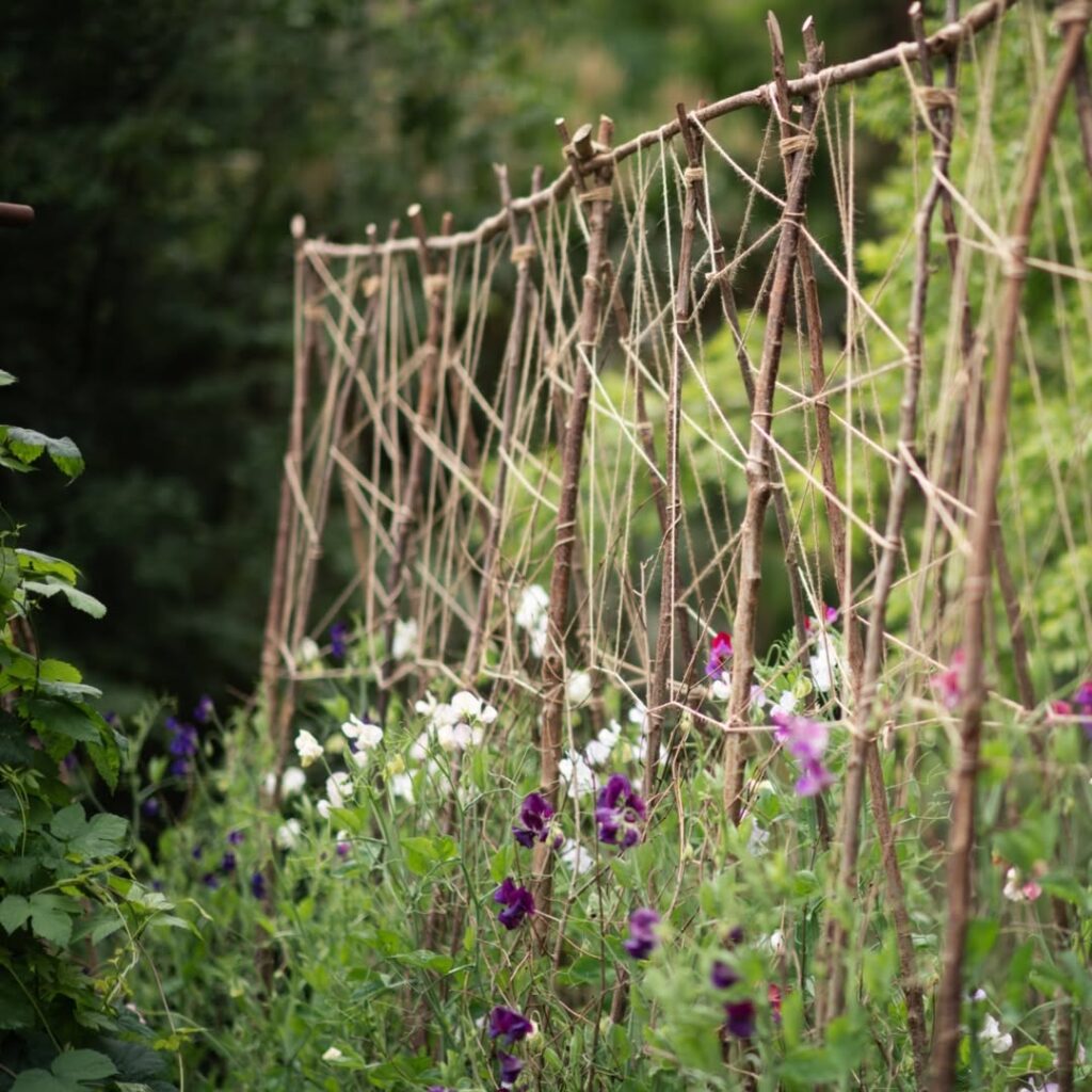 Ervilha-de-cheiro: guia completo para cultivar a flor perfumada que encanta no paisagismo