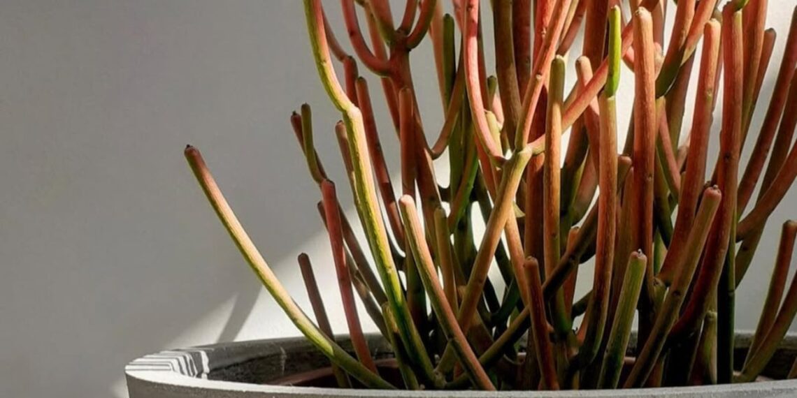 Euphorbia palito: a suculenta que transforma jardins áridos