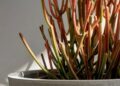 Euphorbia palito: a suculenta que transforma jardins áridos