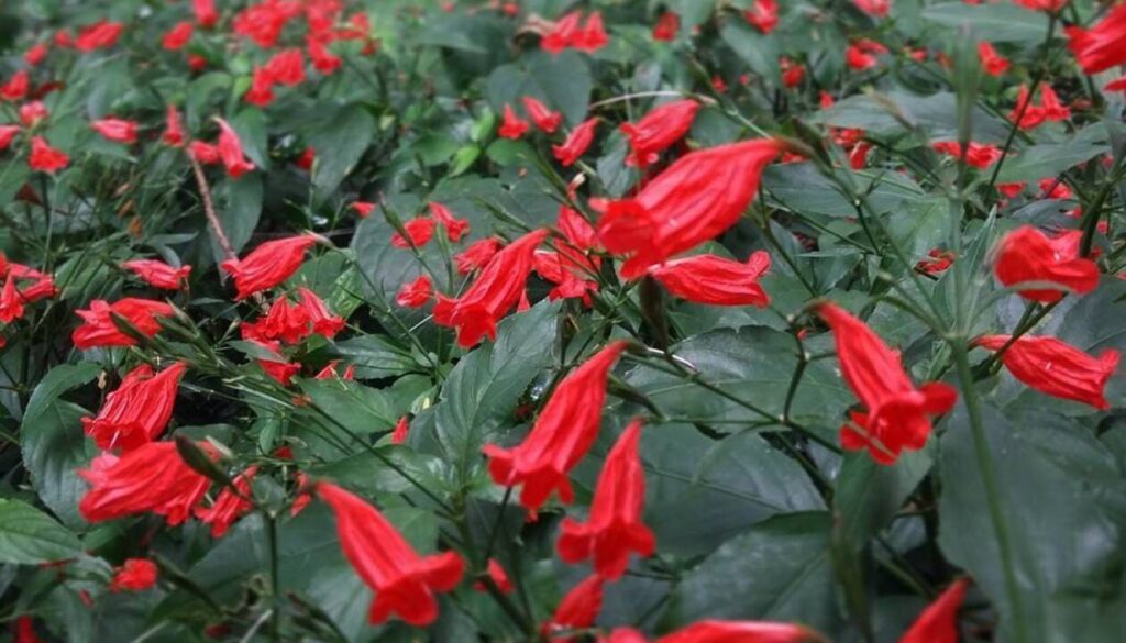 Pingo-de-sangue: a planta que colore o jardim com sutileza tropical