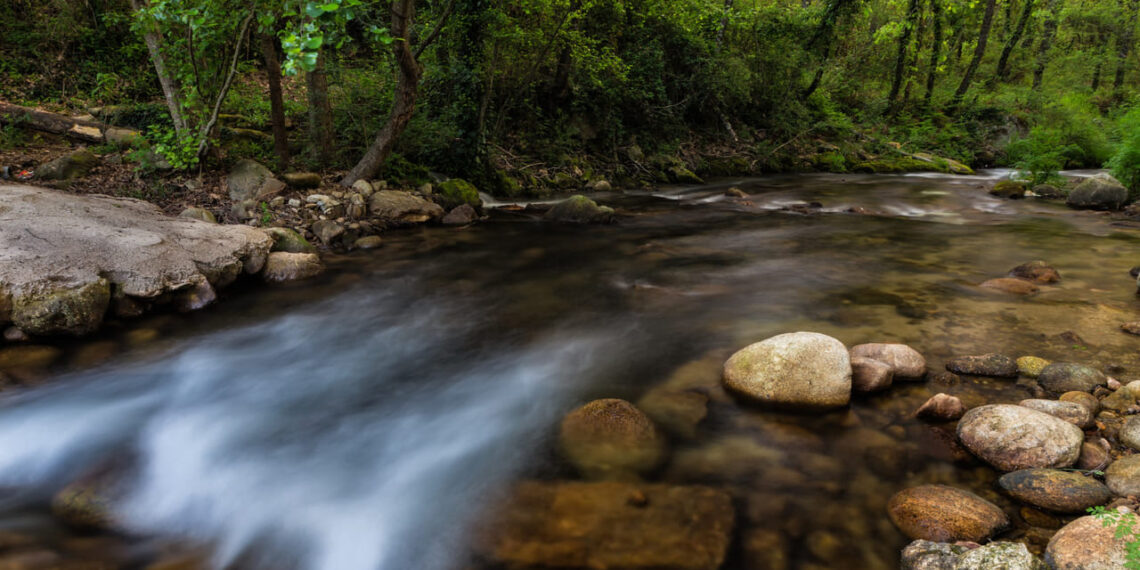 Floresta como Estratégia de Negócio: como Flavio Maluf reposicionou a Eucatex no mercado global