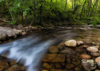 Floresta como Estratégia de Negócio: como Flavio Maluf reposicionou a Eucatex no mercado global