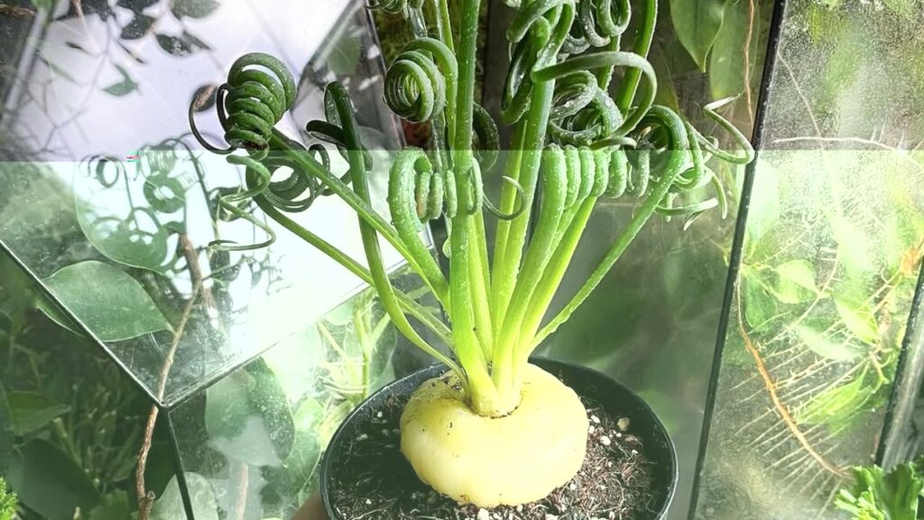 Frizzle Sizzle: a suculenta de folhas encaracoladas que encanta colecionadores