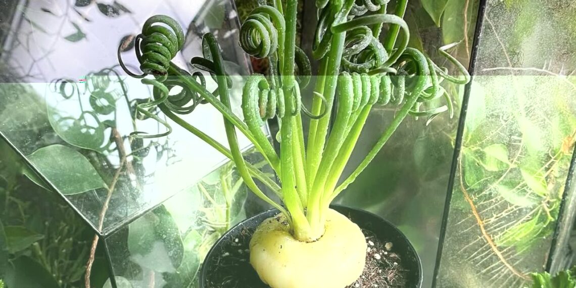 Frizzle Sizzle: a suculenta de folhas encaracoladas que encanta colecionadores