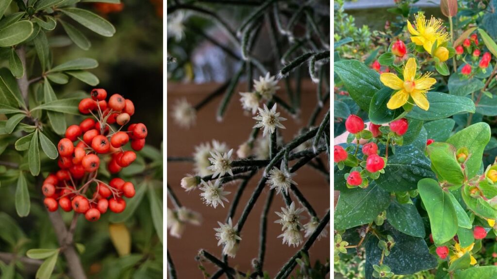Frutos ornamentais: plantas que mantêm o jardim bonito o ano inteiro