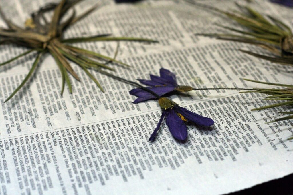 Herbário da USP: um museu de plantas que guarda a memória da biodiversidade brasileira