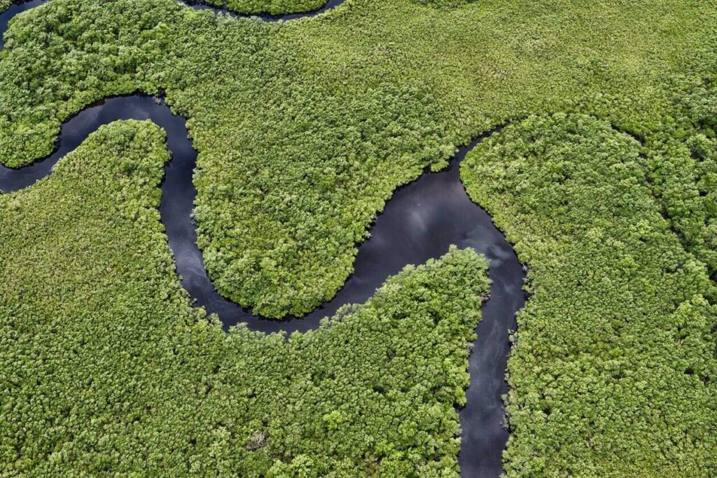 Paraná reduz desmatamento com tecnologia e fiscalização rigorosa