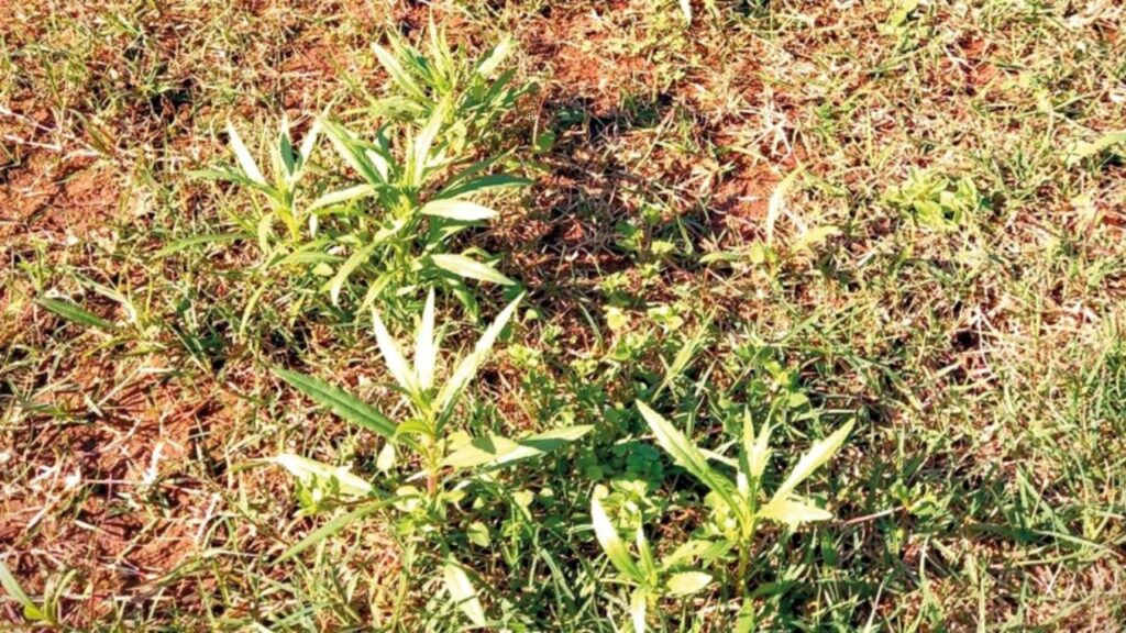 Infestação de maria-mole exige atenção urgente de produtores rurais, aponta estudo oficial