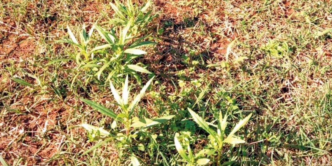 Maria-mole. Foto: Divulgação/Seapi