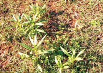 Maria-mole. Foto: Divulgação/Seapi