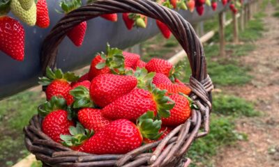 Rota Turística do Morango aposta na experiência rural para ampliar renda no Paraná
