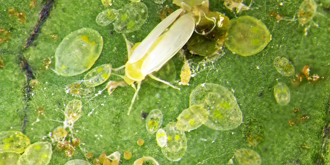 Fungos ganham espaço no combate à mosca-branca e apontam nova era no controle biológico
