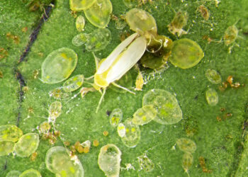Fungos ganham espaço no combate à mosca-branca e apontam nova era no controle biológico