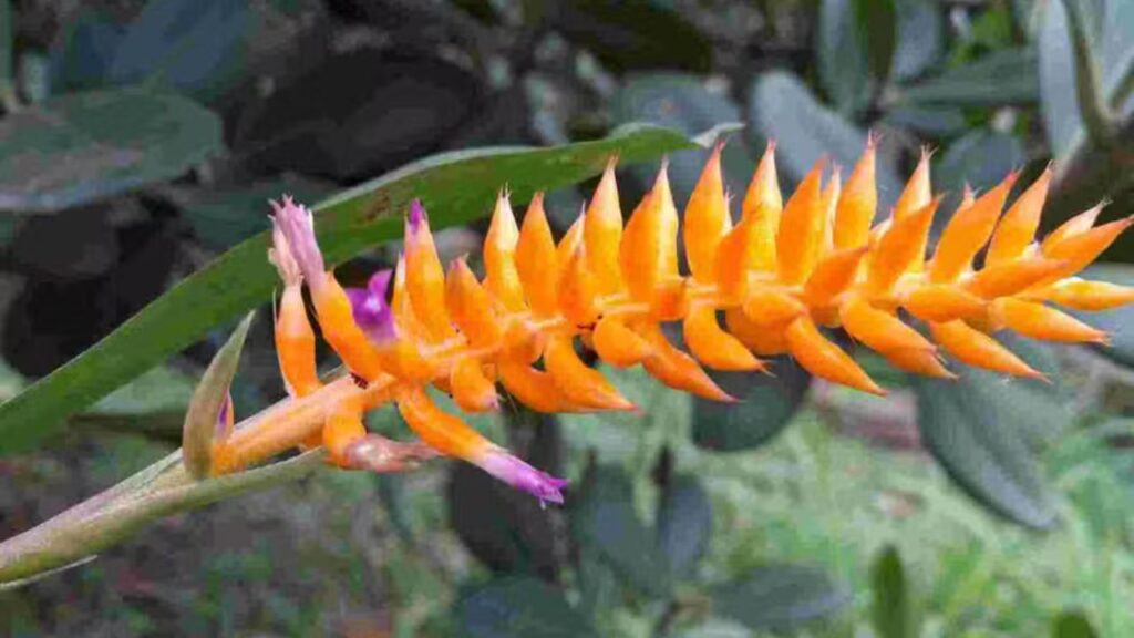 Bromélia inédita da Mata Atlântica é identificada após floração no Jardim Botânico do Rio