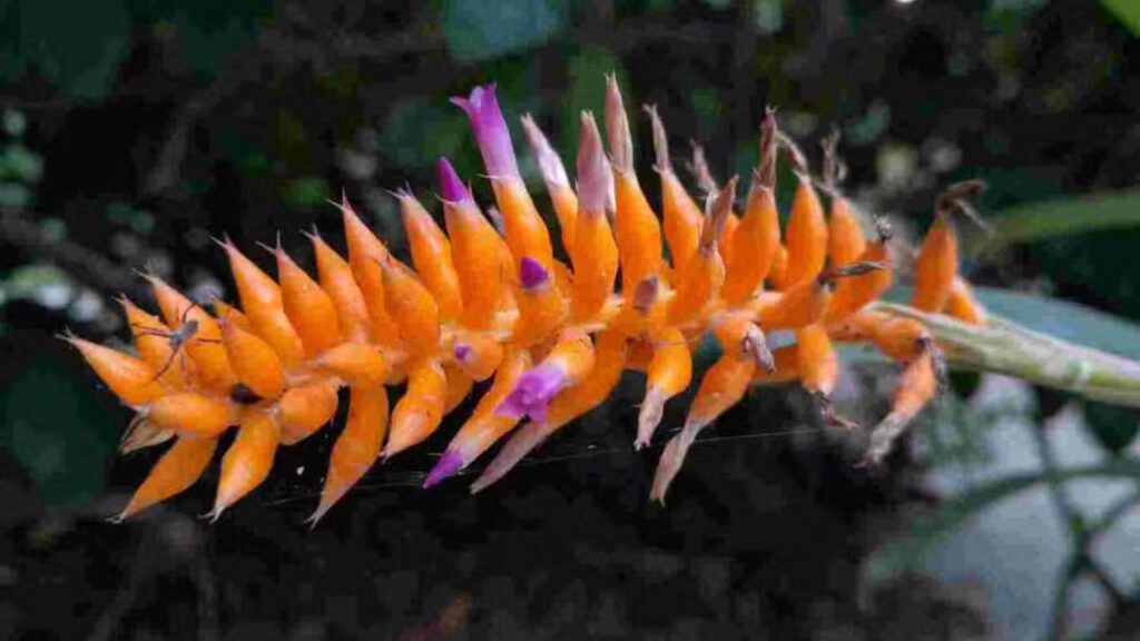 Bromélia inédita da Mata Atlântica é identificada após floração no Jardim Botânico do Rio