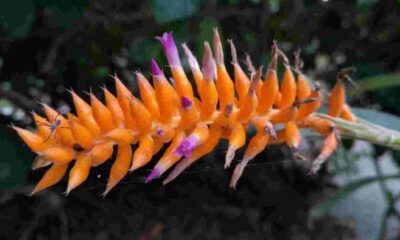 Bromélia inédita da Mata Atlântica é identificada após floração no Jardim Botânico do Rio