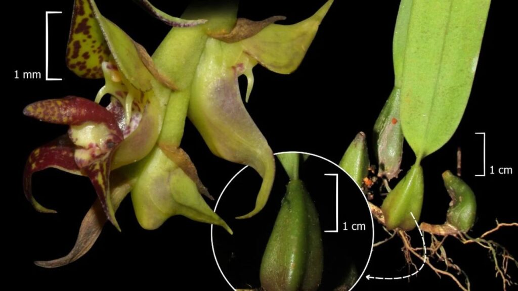 Registro Pioneiro de Orquídea Rara no Litoral Paranaense