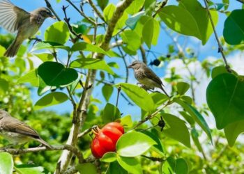 Tem um pé de pitanga em casa? Conheça 3 pássaros que fazem festa no seu quintal