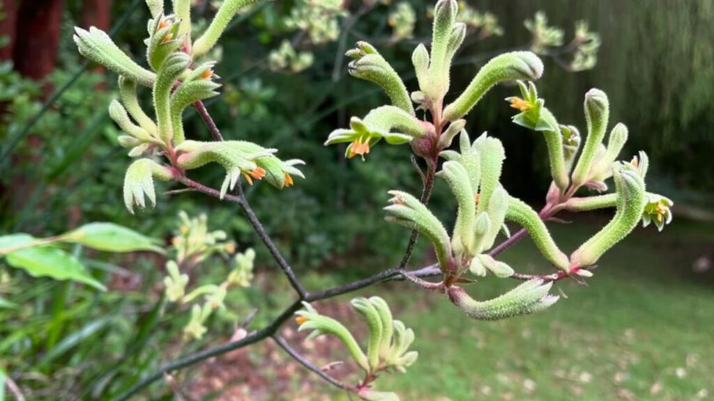 Pata-de-canguru: a flor australiana que transforma jardins com textura e cor