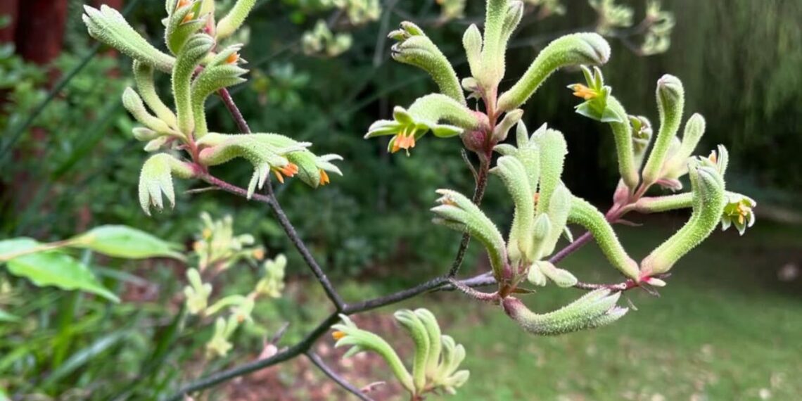 Pata-de-canguru: a flor australiana que transforma jardins com textura e cor