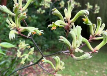 Pata-de-canguru: a flor australiana que transforma jardins com textura e cor