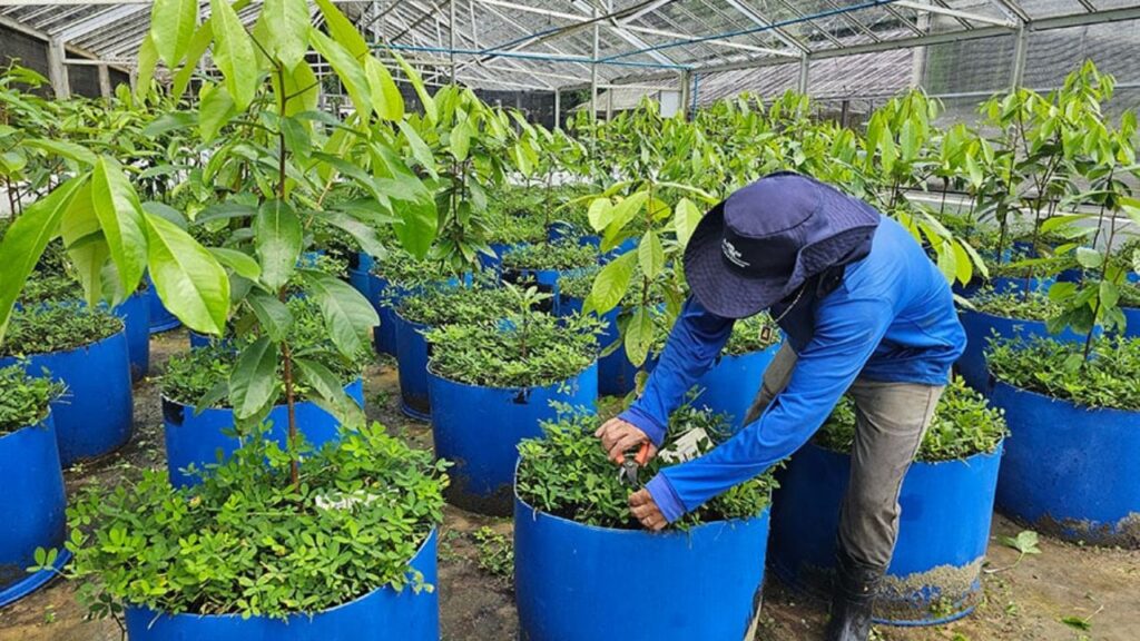 Árvore nativa ameaçada ganha protocolo de multiplicação e cultivo para produção sustentável