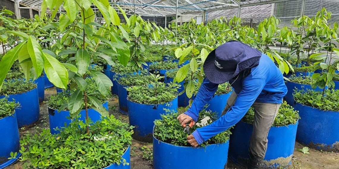 Foto: Maria José Tupinambá/Embrapa