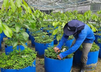 Foto: Maria José Tupinambá/Embrapa