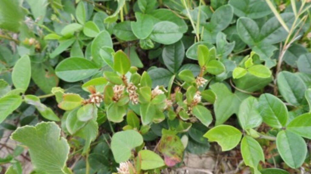 Estudo revela efeito anti-inflamatório e analgésico de planta nativa usada na medicina popular