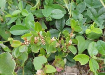 Imagem: Fabrício Riella/iNaturalist