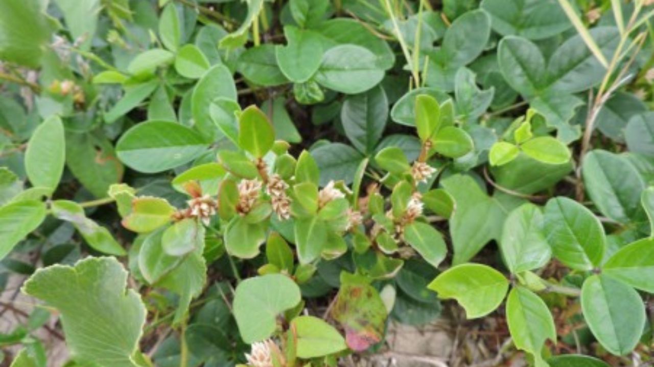 Estudo revela efeito anti-inflamatório e analgésico de planta nativa usada na medicina popular