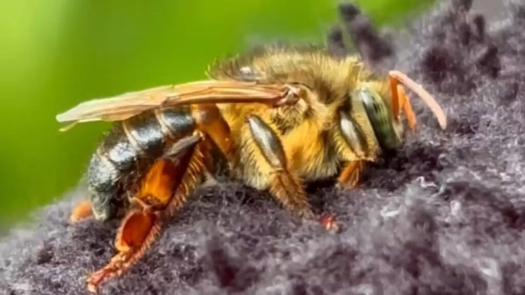 Uruçu-capixaba: a abelha sem ferrão exclusiva do Espírito Santo que sustenta florestas e lavouras