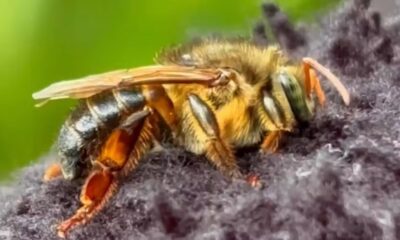 Uruçu-capixaba: a abelha sem ferrão exclusiva do Espírito Santo que sustenta florestas e lavouras