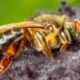 Uruçu-capixaba: a abelha sem ferrão exclusiva do Espírito Santo que sustenta florestas e lavouras