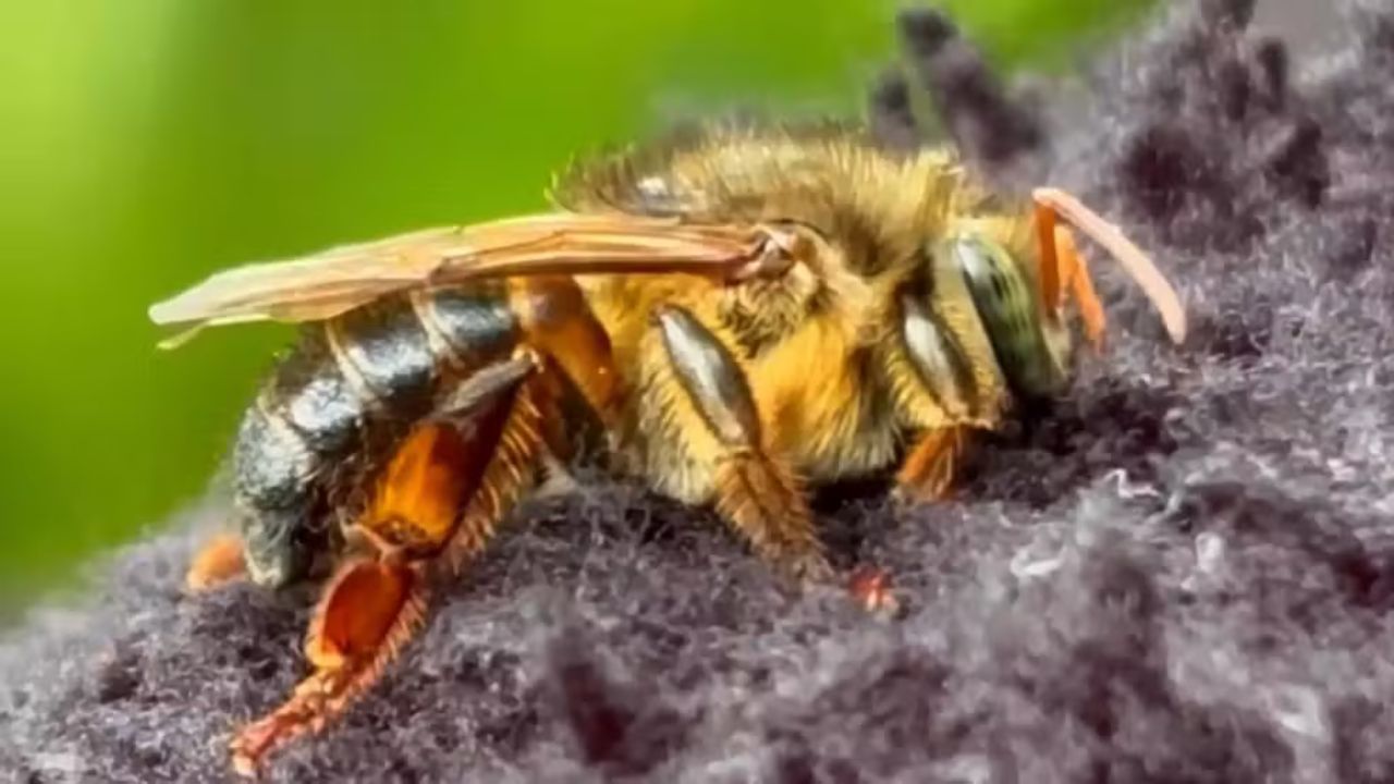 Uruçu-capixaba: a abelha sem ferrão exclusiva do Espírito Santo que sustenta florestas e lavouras