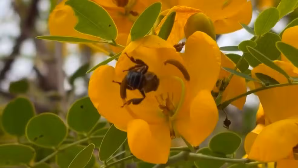 Uruçu-capixaba: a abelha sem ferrão exclusiva do Espírito Santo que sustenta florestas e lavouras