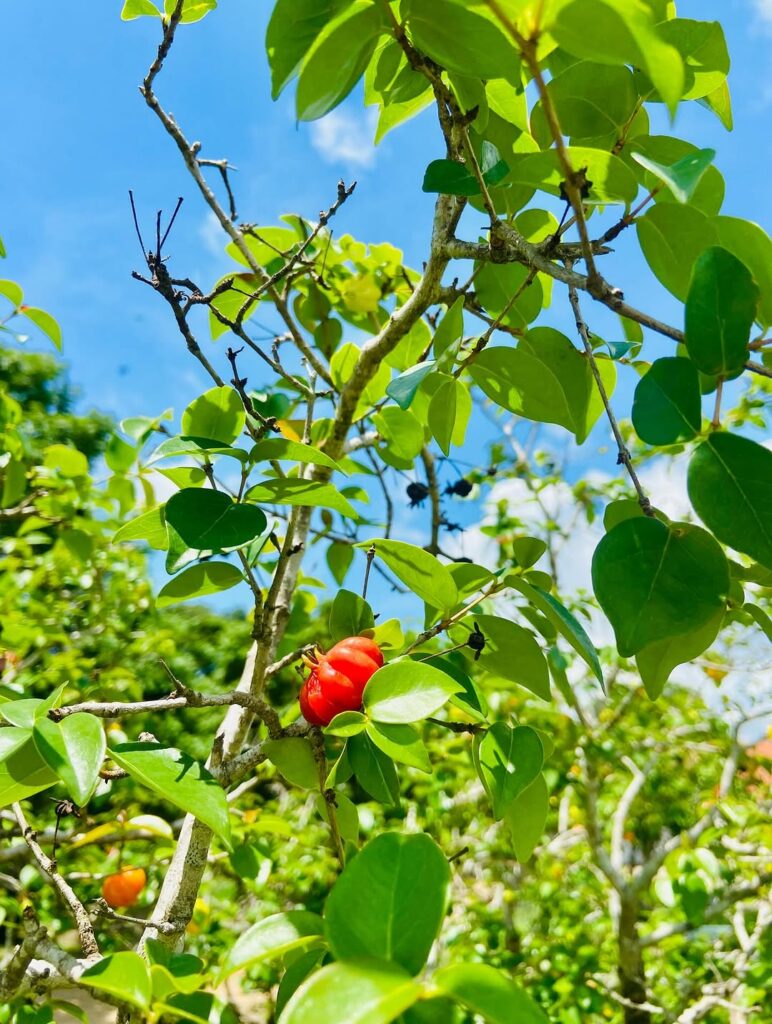Árvores frutíferas de crescimento rápido para transformar o quintal em um pomar cheio de vida
