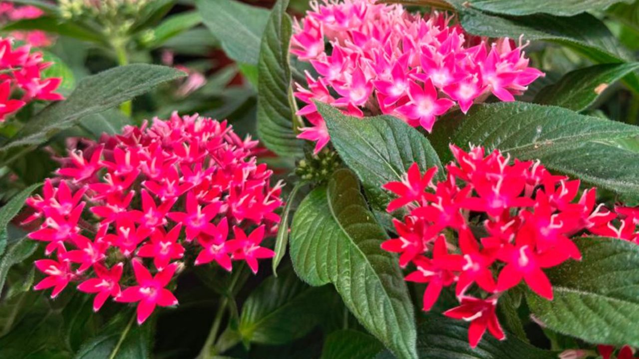 Essa planta de flores em forma de estrela era símbolo de proteção no Egito Antigo