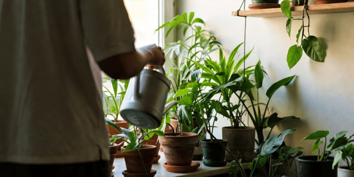 Como adaptar suas plantas ao clima quente dos apartamentos?