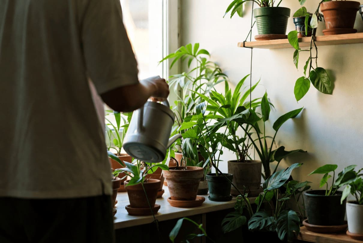 Como adaptar suas plantas ao clima quente dos apartamentos?