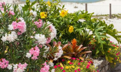 Essas plantas convivem bem com a maresia e são resistentes em áreas litorâneas