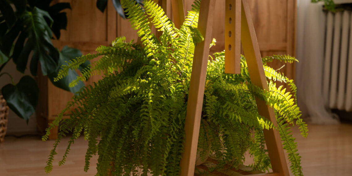 Como deixar sua samambaia linda e volumosa mesmo sem ter muita experiência