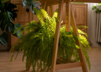 Como deixar sua samambaia linda e volumosa mesmo sem ter muita experiência
