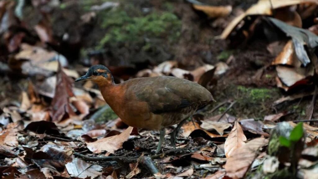 Nova ave descoberta no Acre revela a singularidade das montanhas amazônicas